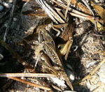 Westliche Beischrecke (Platycleis albopunctata) W kl.