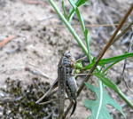 Westliche Beischrecke (Platycleis albopunctata) Weibchen kl.