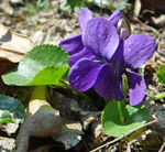 Wohlriechendes Veilchen Viola odorata kl.