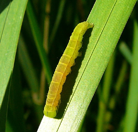 Zackeneule, Scoliopteryx libatrix Raupe Urlaub 2010 7.8.Lueneburger Heide 010