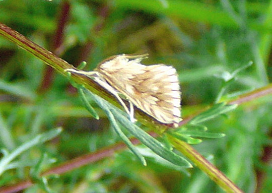 Zhniger Znsler 20.Juni2007 Httenfeld Im Seefeld