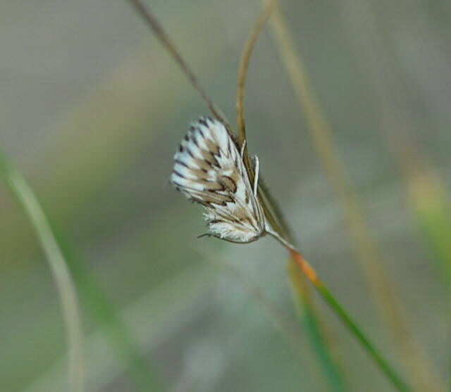 Zhniger Znsler Cynaeda dentalis Juli 09 Biotop Rote Erde Lorsch NIKON 133