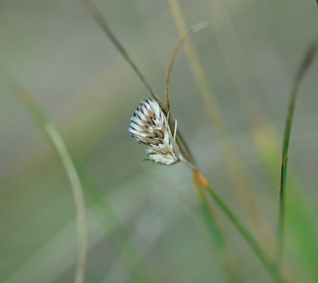 Zhniger Znsler Cynaeda dentalis Juli 09 Biotop Rote Erde Lorsch NIKON 134