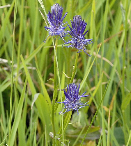 Ziestblttrige Teufelskralle (Phyteuma betonicifolium 9.7.2011 Allgu Alpen Fellhorn 3