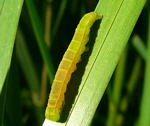 Zimteule, Scoliopteryx libatrix Raupe kl.