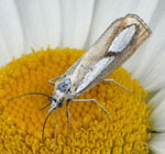 Znsler 6 Catoptria pinella kl.