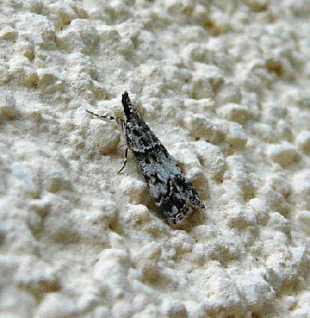 Znsler 7 Eudonia lacustrata  Juni 2011 Huettenfeld Insekten + Mannheim Firmenparkplatz 032