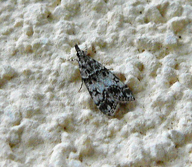 Znsler 7 Eudonia lacustrata Juni 2011 Huettenfeld Insekten + Mannheim Firmenparkplatz 030