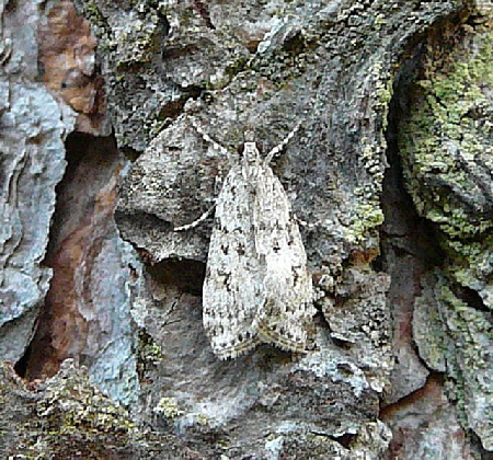 Znsler 8 Scoparia cf. ambigualis Mai 2011 Viernheimer Wald Wanzen, Insekten, Kfer, Falter 071