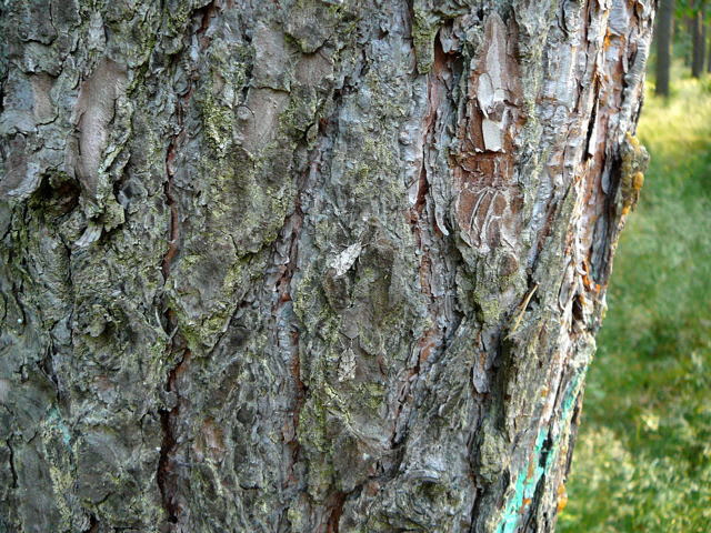 Znsler 8 Scoparia cf. ambigualis Mai 2011 Viernheimer Wald Wanzen, Insekten, Kfer, Falter 068