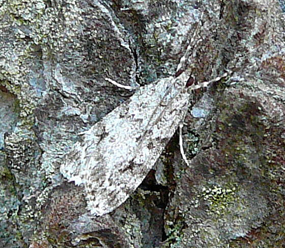 Znsler 8 Scoparia cf. ambigualis Mai 2011 Viernheimer Wald Wanzen, Insekten, Kfer, Falter 070