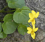 Zweibltiges (Gelbes) Veilchen (Viola biflora) 1 kl.