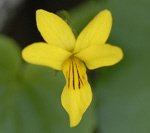 Zweibltiges (Gelbes) Veilchen (Viola biflora) kl