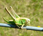 Zweifarbige Beischrecke (Metioptera bicolor) W kl