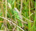 Zweifarbige Beischrecke (Metrioptera bicolor) kl.