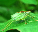 Zwitscherschrecke (Tettigonia cantans). kl.