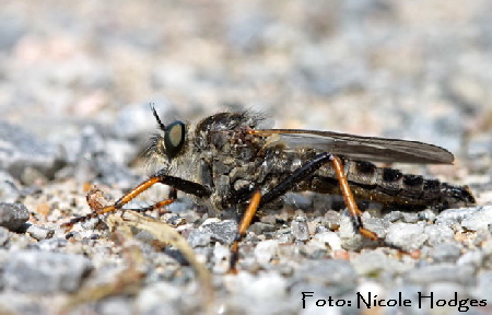 Alabasterfliege Pamponerus germanicus (Raubfliege, Asilidae) Mai09-gross-aufdemWaldweg-HttenfeldWald-2-N