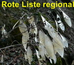 Ausdauerndes Silberblatt (Lunaria rediviva) Samen kl.