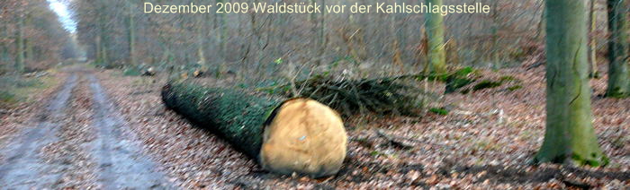 BAnner Dez 2009  Viernheimer Wald - Rodung 032