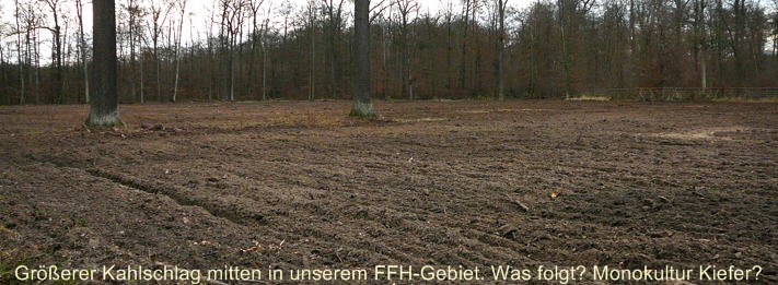 Banner Dez 2009  Viernheimer Wald - Rodung 013