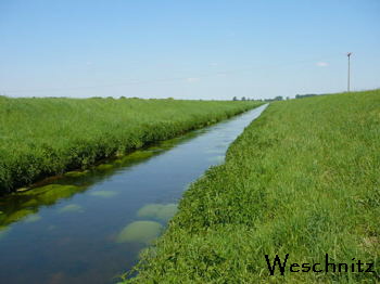 Biotop Weschnitz Mai 2008 Htt-Hemsbach