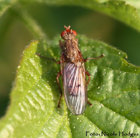 Dungfliege evtl. (Scathophaga spec.)  Fliege-roteAugen-April09-Garten-1a-N