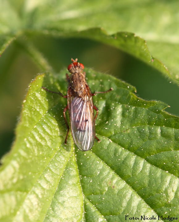 Dungfliege evtl. (Scathophaga spec.) Fliege-roteAugen-April09-Garten-1-N