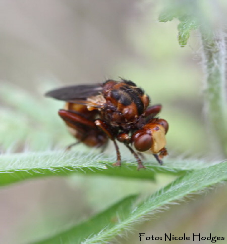 Gemeine Breitstirn-Blasenkopffliege (Sicus ferrugineus)-BrachackerHttenfeld-16.05_N