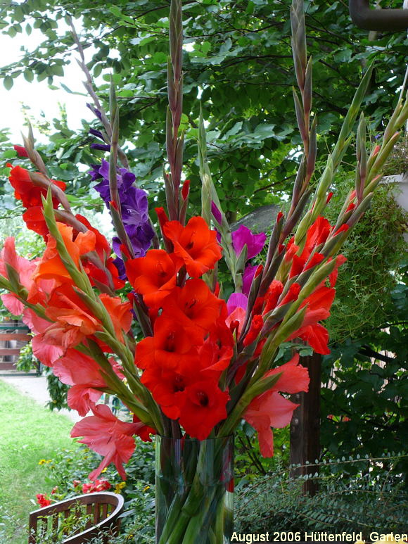 Gladiole Gladiolus Fotos Digital 028