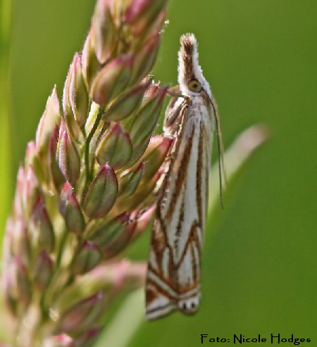 Grasznsler Crambus lathionellus -18.05.09 Brachacker-Mlldeponie_N