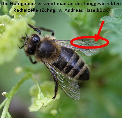 Honigbiene mit Zchng.-April09-zw Httenfeld u Lorsch1_N
