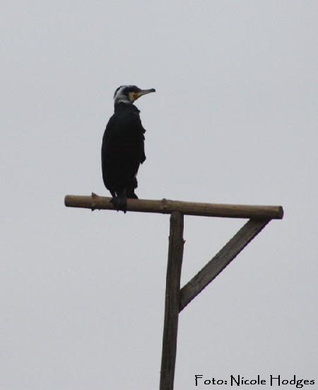 Kormoran-Januar 09-erster Graben-zw. Httenfeld und Hemsbach N