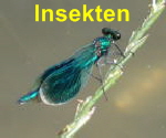 Insekten (Kfer, Libellen, Bienen... )