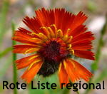 Orangerote Habichtskraut, Hieracium aurantiac rot kl.