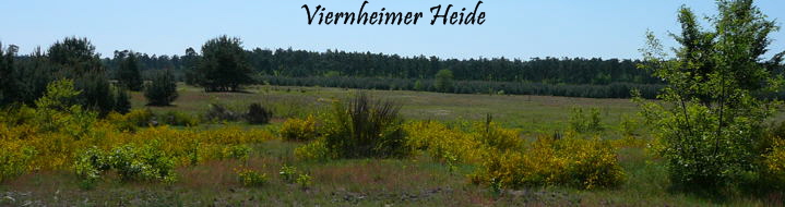 Panorama Mai 2008 Ausritt 3 Viernheimer Heide 068