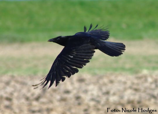 Rabenkrhe Corvus corone corone Flug-Mrz09-Httenfeld (2)_N