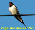 Rauchschwalbe (Hirundo rustica) kl.