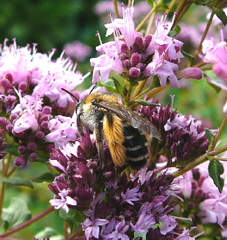 Raufige Hosenbiene Dasypoda hirtipes  Juli 09 Zrich Oerlikon & Huett Bienen 050