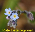 Rauhes Vergimeinnicht (Myosotis ramosissima) k.