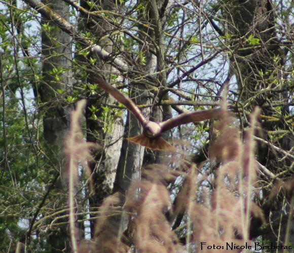 Rohrweihe (Circus aeruginosus) Greifvogel IMG_0556_3.4._N