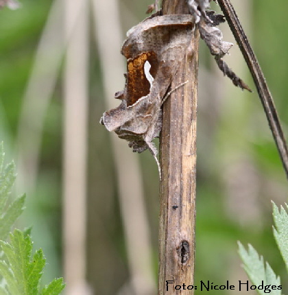 Schafgarben-Silbereule, (Macdonnoughia confusa) Httenfeld-Brachacker-vorMlldeponie-1-N