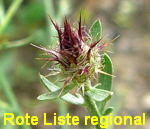 Sparrige Flockenblume Centaurea diffusa Knospe kl.