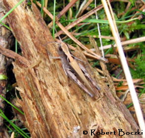 Steppengrashpfer Chorthippus vagans 20_07__HE_IMG_0177_1a_X_0176_1a_Lampertheimer_Wald_R.Boczki1_420