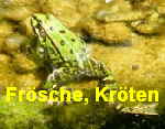 Wasserfrosch kl.