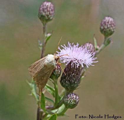 Weifleck-Graseule (Mythimna albipuncta)l-BrachackerHttenfeldbeiKreisel-21.06.09-2-N