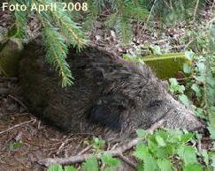 Wildschwein April 2008 Wildschwein