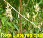 Zittergras-Segge (Carex brizoides)  kl.