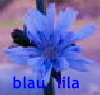 blau1