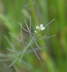 Acker-Schmalwand - Arabidopsis thaliana