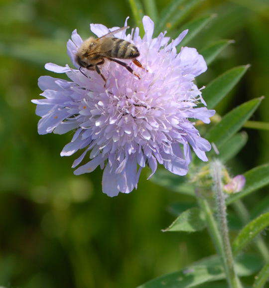 Acker-Witwenblume - Knautia arvensis